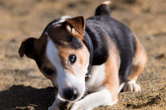 哈利犬和比格犬的区别，哈利犬体型更大比格犬眼睛更圆