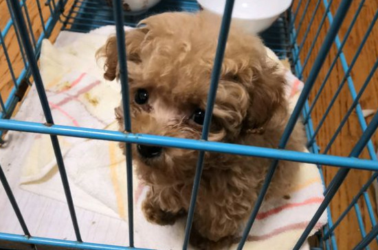 泰迪狗狗可以吃石榴吗