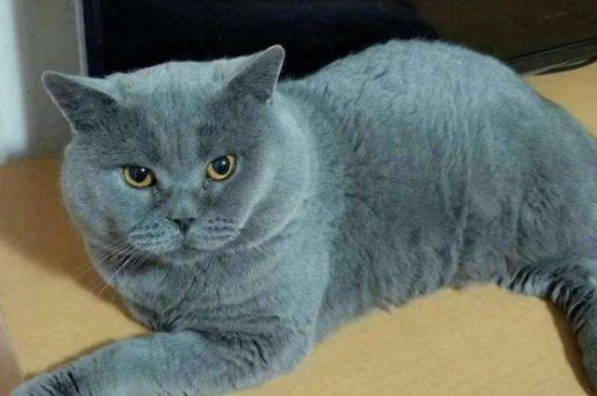 蓝猫为啥用头拱人