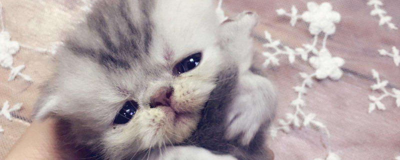 猫咪父女可以生小猫吗