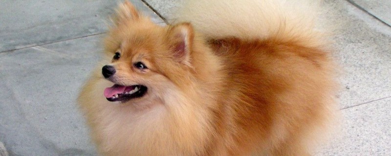 俊介犬和博美的区别