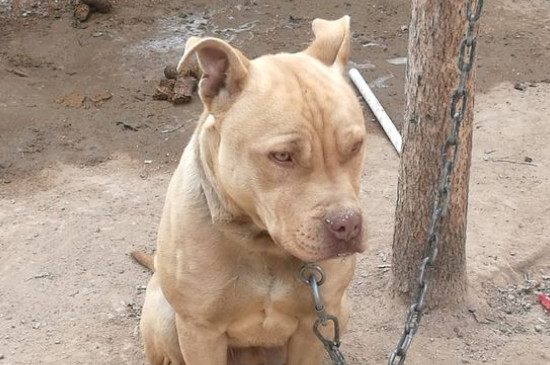 比特犬和狼那个厉害