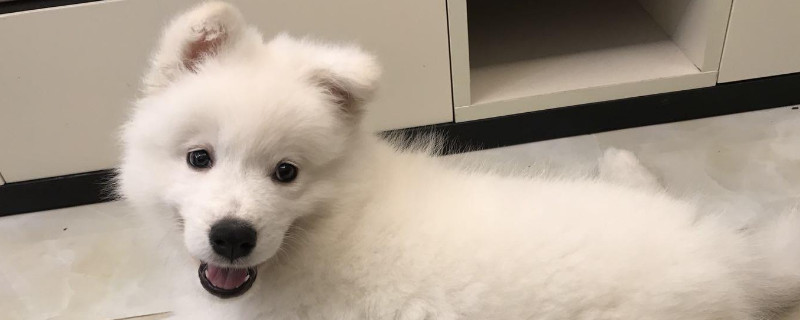 萨摩耶是大型犬吗