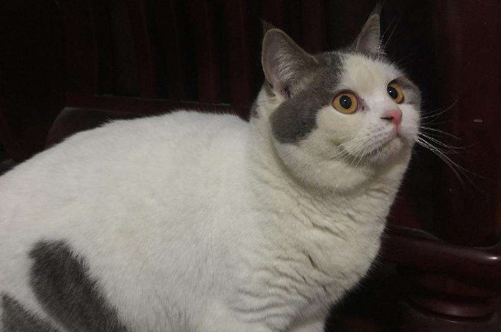 猫吐绿色呕吐物