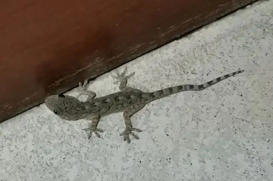 小壁虎冬天会冻死吗