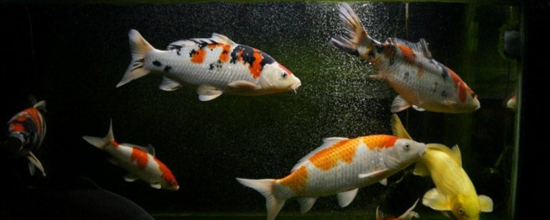 锦鲤造浪泵的害处