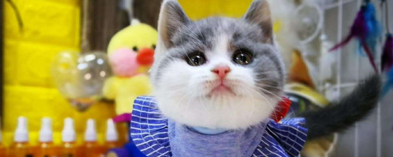 猫角膜炎怎么治疗