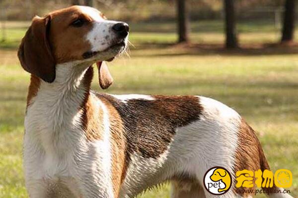 美国猎狐犬是英国猎狐犬的后代，运动量大不适合当宠物