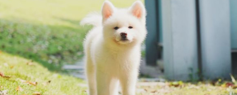 主人把柴犬打怕了怎么办