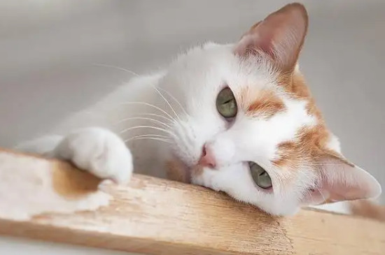 猫咪拉血是怎么回事
