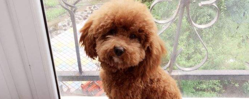 新手养泰迪还是比熊