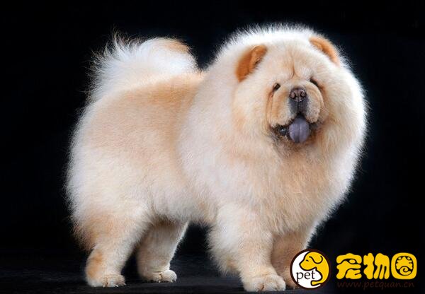 松狮犬好养么，缺点比较多新手养起来会很麻烦