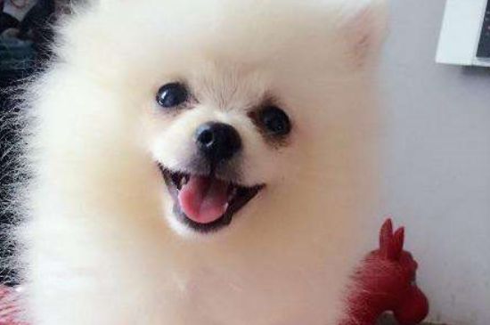 狗狗感冒吃什么药
