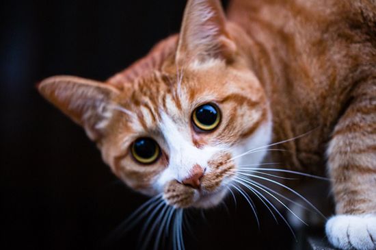猫摇头原因是什么情况
