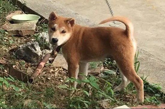 土狗和柴犬的区别