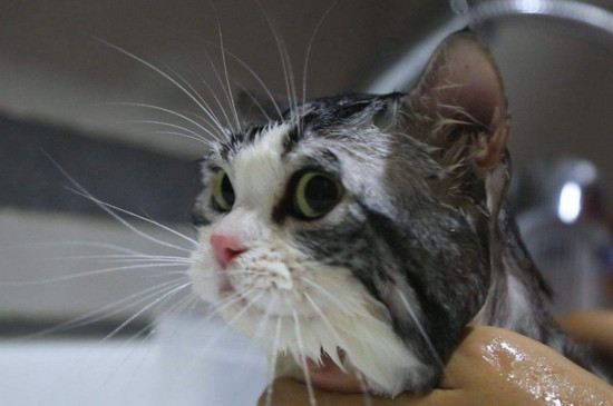 猫怎么绝育