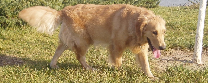 金毛犬配种最佳时间