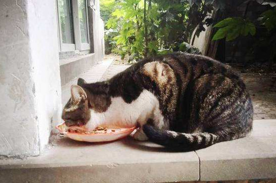 喂流浪猫注意事项