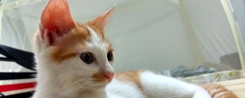 猫舔主人脸代表什么