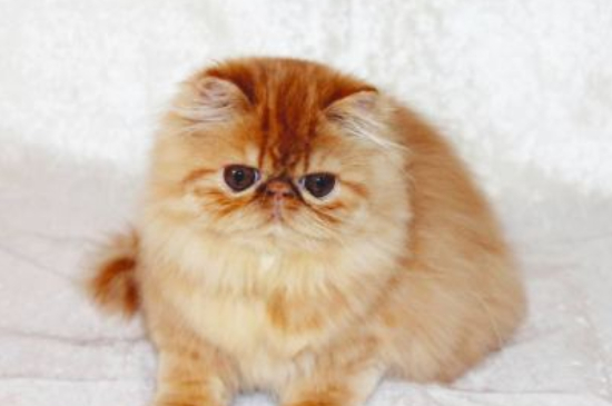长毛猫有哪些品种