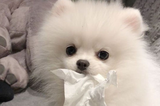 博美犬多少钱一只