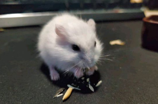 银狐仓鼠怎么养