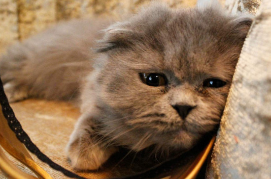小猫老叫是怎么回事