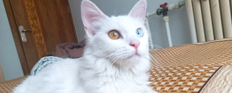 怎么判断是不是狮子猫