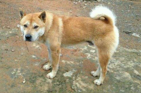 卡南犬和土狗的区别
