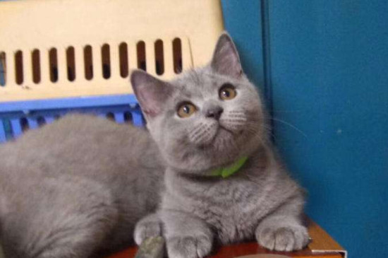 蓝猫眼睛颜色有几种