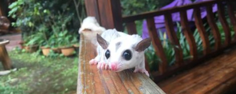 蜜袋鼬怎么洗澡