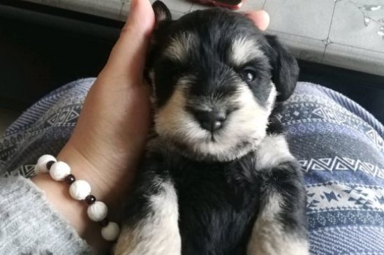 狗为什么不能闻酒精