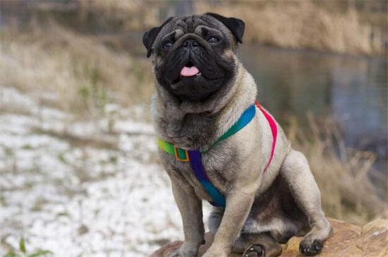 巴哥犬多少钱一只幼犬，市场价在1000～4000元左右