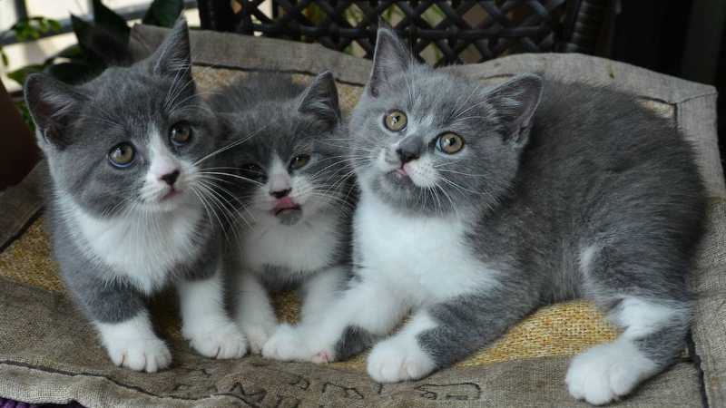 初次养猫养什么品种好