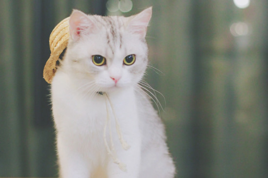 猫怕水吗?