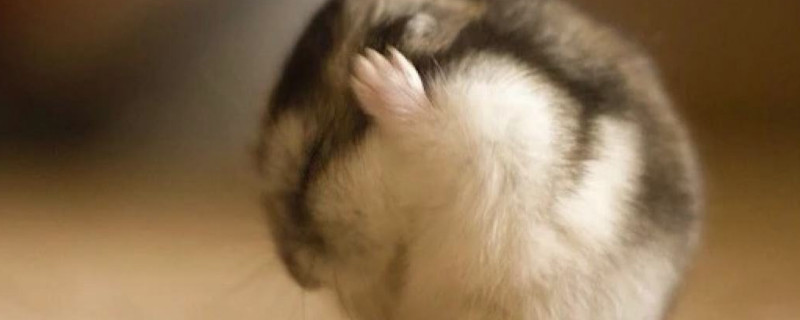 仓鼠怎么才算认定主人