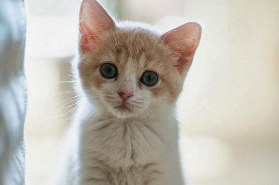 猫吃蟑螂吗