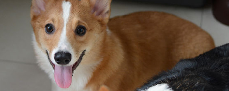 柯基犬好养吗