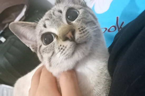 猫不能喝牛奶的原因