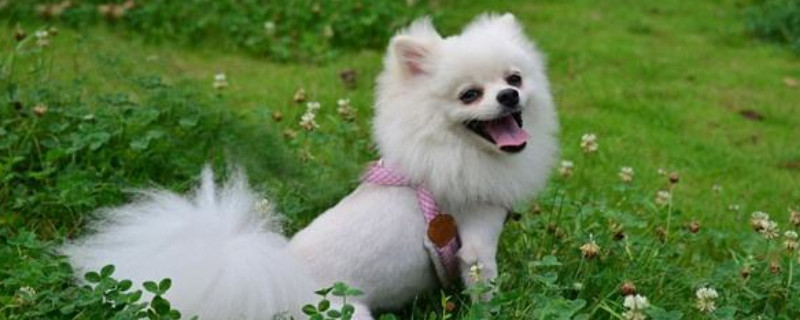 狗狗身上的蜱虫是怎么来的
