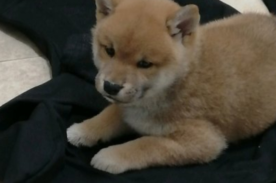 狗只是闻不配怎么办
