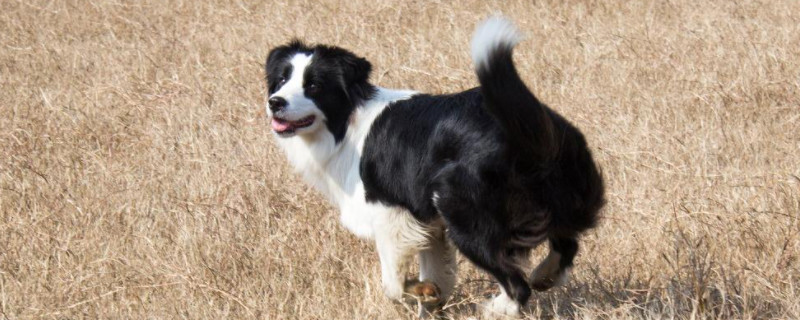 边境牧羊犬能吃骨头吗