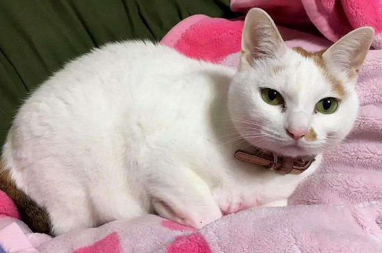 猫是近视眼吗