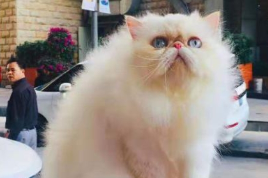 纯种喜马拉雅猫价格，喜马拉雅猫幼崽多少钱一只