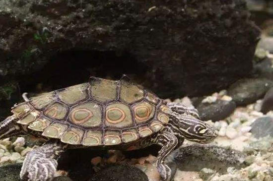 地图龟能长多大