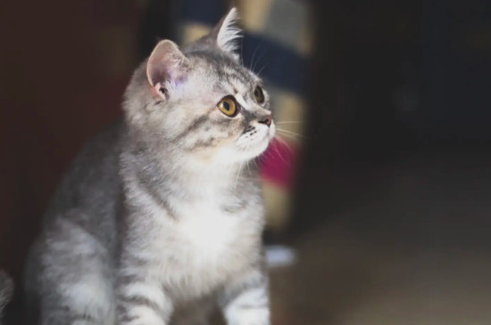 猫怕水吗?