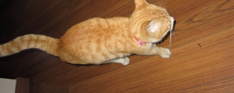 猫咪肛门出血