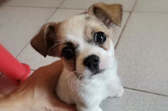 狗狗眼有黄脓状眼屎