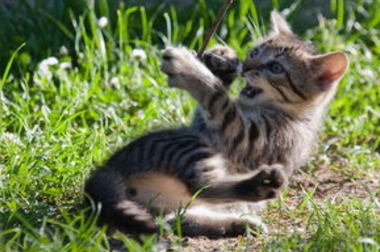 猫能吃苹果吗为什么