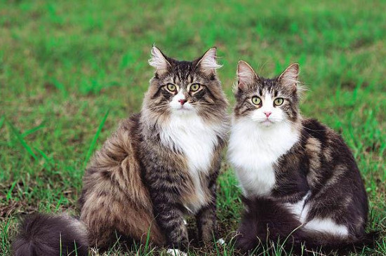 挪威森林猫怎么训练